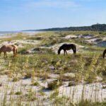 Wild horses grazing on a Georgia barrier island beach