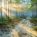 Misty Pine Barrens forest trail at dawn with tall pine trees