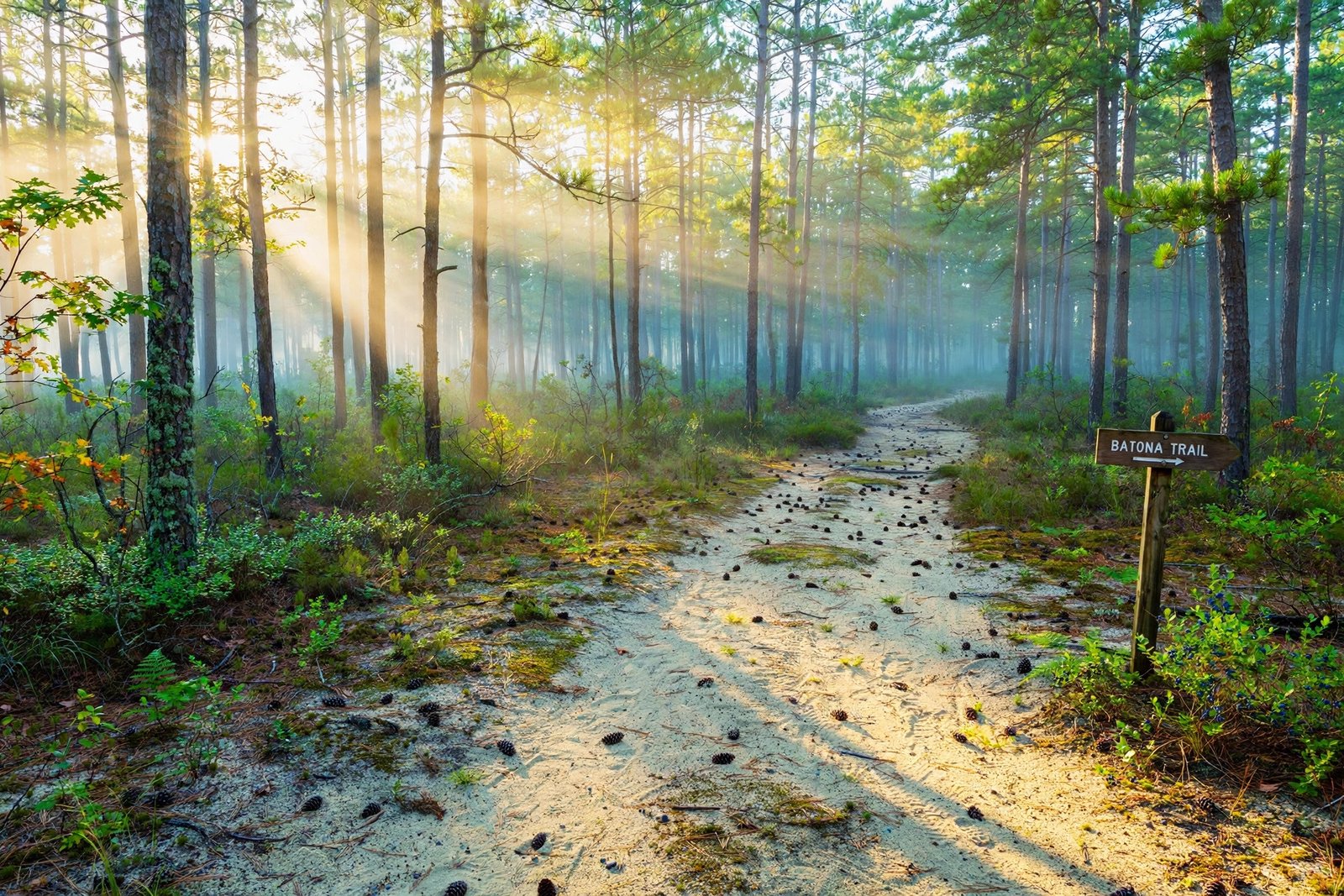 Misty Pine Barrens forest trail at dawn with tall pine trees